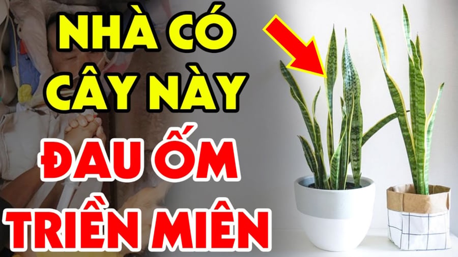 Tuổi này đạikỵ với cây Lưỡi Hổ: Trồng 1 cây cũng đủ tổ;n ph;úc, ti ền của không cá nh mà b;ay, đa;u ố.m tri.ền mi.ên
