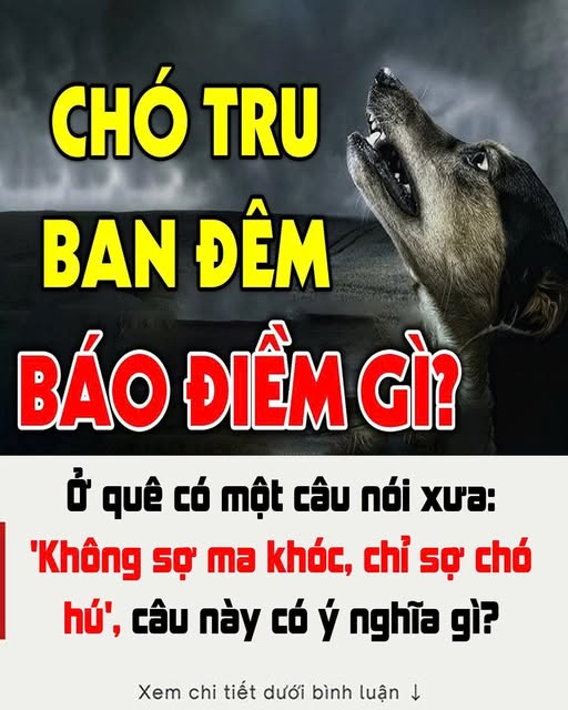 Ở quê có một câu nói xưa: ‘Không s ợ m;a kh óc, chỉ s;ợ c.h.ó h ú’, câu này có ý nghĩa gì?