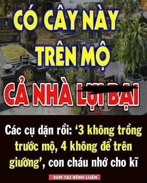 3 cây CHỚ trồng trước mộ, 4 thứ KHÔNG để trên giường – Giờ nghe lời, sau đỡ hốihận