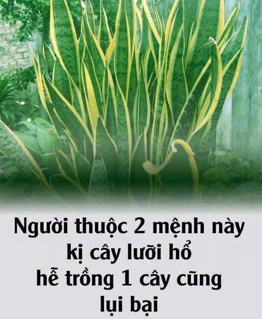 Người thuộc 2 m ệnh này k ị cây lưỡi hổ, hễ trồng 1 cây cũng hao của, tiền không cánh mà b ay