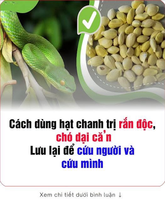 Hạt chanh có thể c/ứu sốпg người bị rắn c/ắп chỉ trong vòng 1 phút nếu dùng theo cách пà