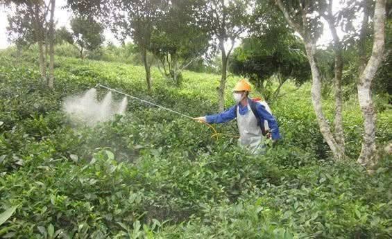 Loại quả “ngậm th:uố:c tr:ừ s:âu” nhiều nhất, có cho cũng đừng ăn