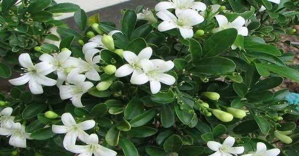 Lời khuyên dành cho những giɑ ƌình ƌɑng tɾồng cây nguyệt quế