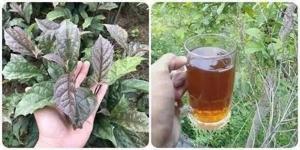 Uống lá xạ đen rất h;ại với 4 người này, đừng tưởng ai uống cũng thành th;ần dược